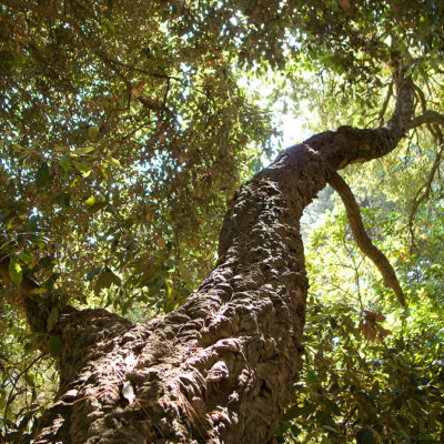 Het botanische parcours
