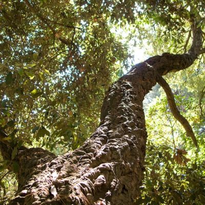 Een groene uitzondering. Een familiecamping midden in de natuur