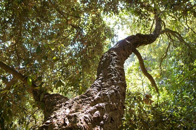 Natuurcamping in de Provence - La Pascalinette 