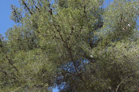 Nieuwe energie opdoen tussen de bomen
