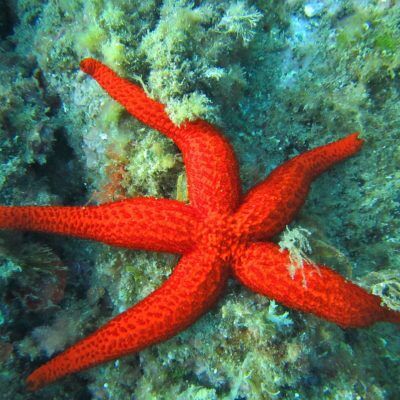 Snorkelen door de Jardin des Mattes