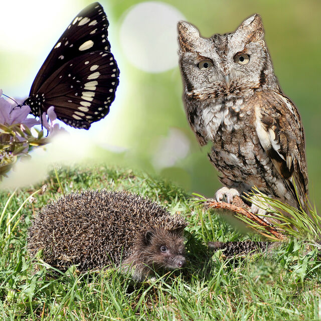 Een natuur camping met vele fauna