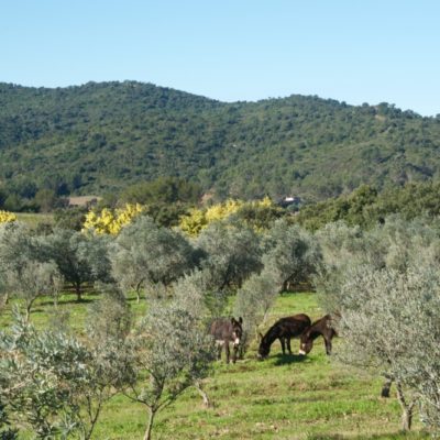 De Moulin du Haut Jasson