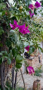 Bougainville glabra