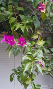 Bougainville glabra