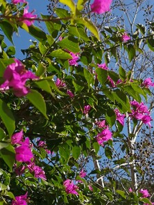 Bougainville glabra