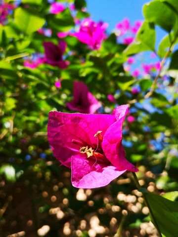 Bougainville op de camping