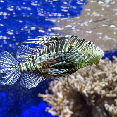 Ga op ontdekkingstocht naar de fauna en flora van de Méditerranée