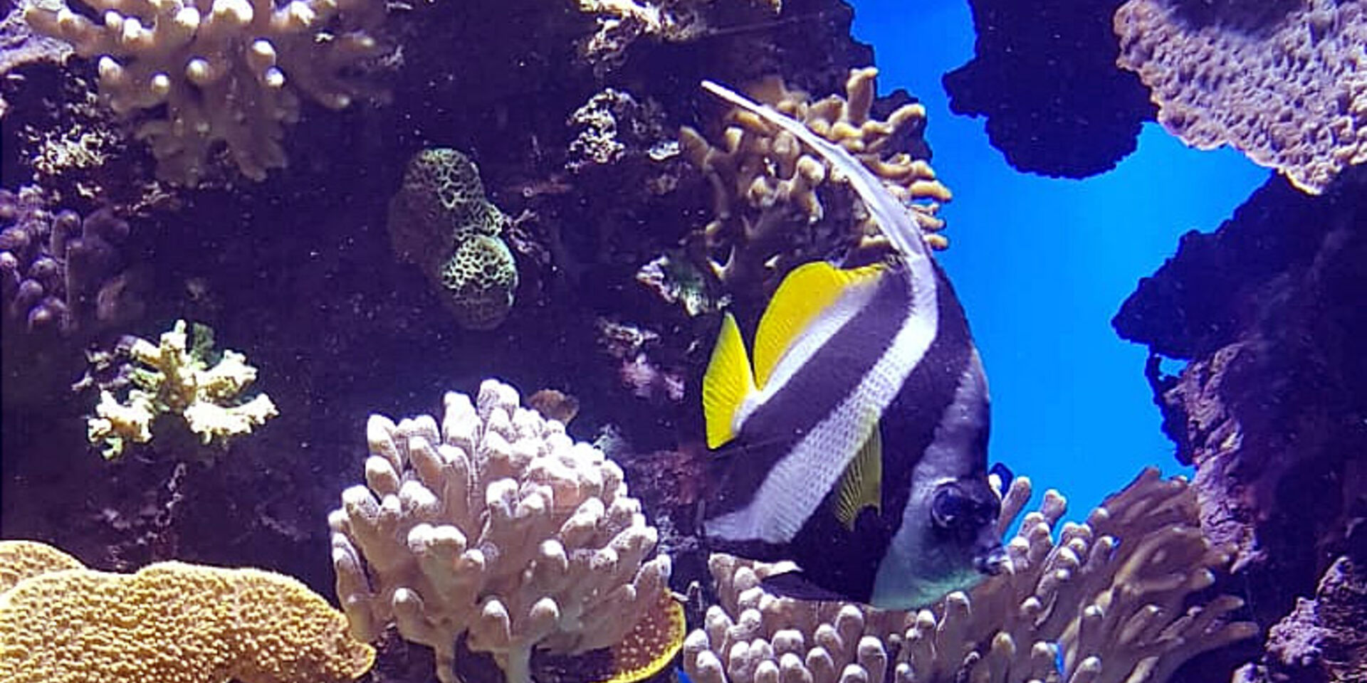 Koralen in het Oceanografisch Museum van Monaco
