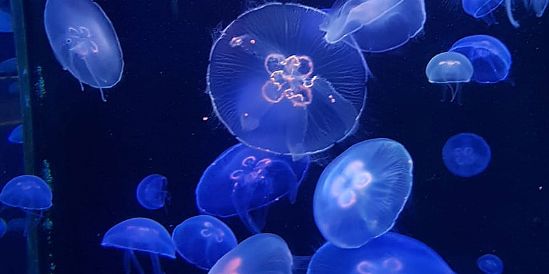Kwallen in het Oceanografisch Museum van Monaco