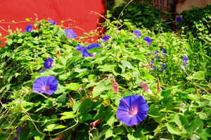 Camping Les Jardins de la Pascalinette ®