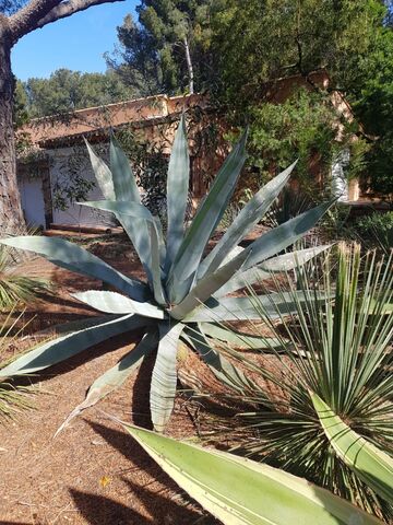 Agave op de camping