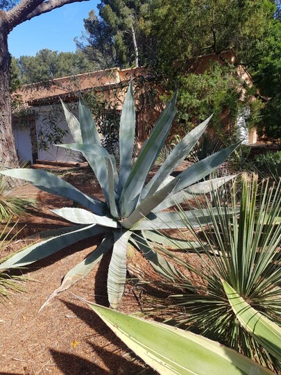 Amerikaanse agave