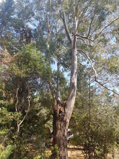 De groene verrassing van uw verblijf: wanneer de bomen de camping maken