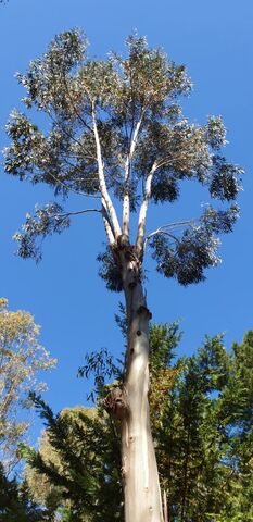 Bewonder de grote eucalyptusbomen van de camping