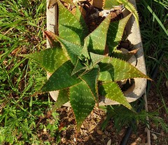 Gevlekte Aloë op de camping