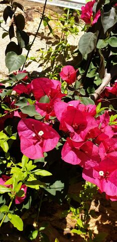 Bougainville op de camping