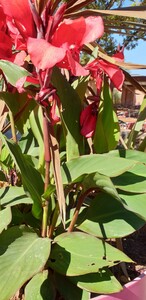 Zomerriet (Canna hybride)