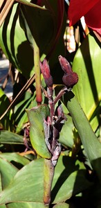 Zomerriet (Canna hybride)