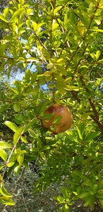 Granaatappelboom (met vruchten)