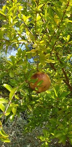 Granaatappelboom (met vruchten)