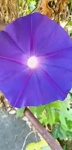 Ontdek de charmante ipomoea van de camping voor wat romantiek tijdens je verblijf