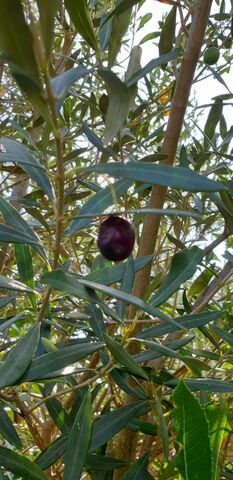 De Provence op de camping: olijfbomen