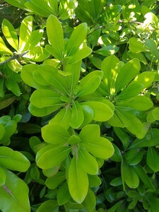 Australische dwerg laurier (pittosporum tobira nana)