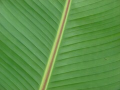 Abessijnse bananenboom