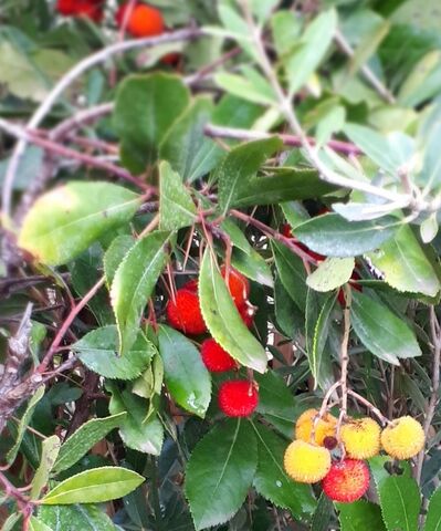 Aardbeienboom op de camping