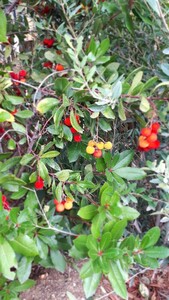 Aardbeienboom