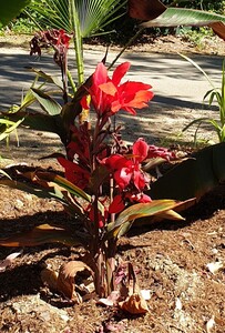 Bloemriet (Canna hybride)