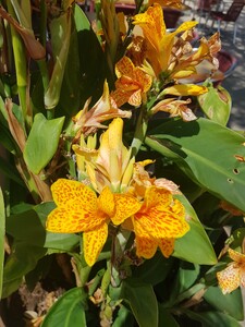 Bloemriet (Canna hybride)