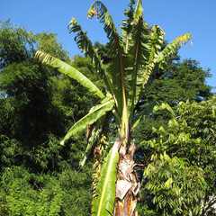 Abessijnse bananenboom