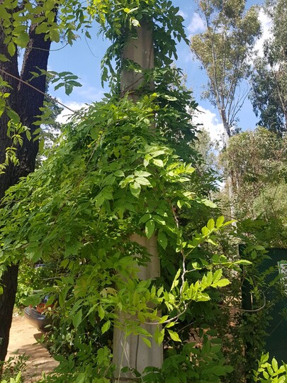 Blauwe regen (glycine of wisteria)