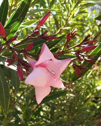 De bloeiende hagen van oleanders zijn overal te zien op de camping