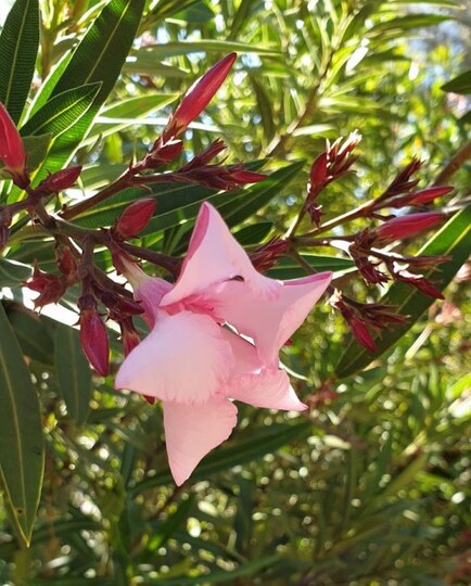 Oleander