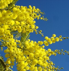 Mimosaboom (Acacia baileyana of Purpurea)