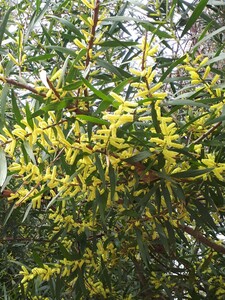 Mimosa (alcacia longifolia)