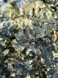 Mimosaboom (Acacia baileyana of Purpurea)
