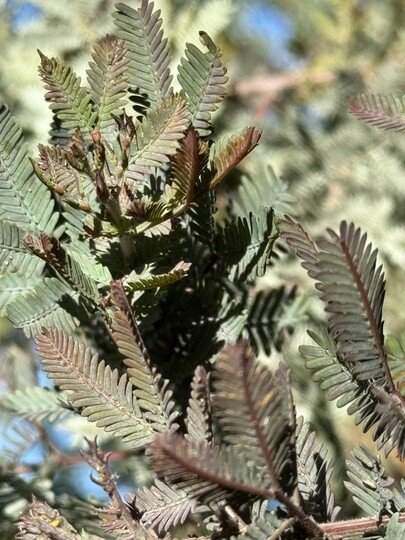 Mimosaboom (Acacia baileyana of Purpurea)