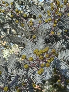 Mimosaboom (Acacia baileyana of Purpurea)