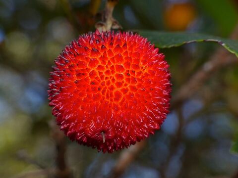 Aardbeienboom op de camping