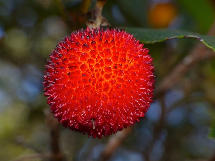 Aardbeienboom