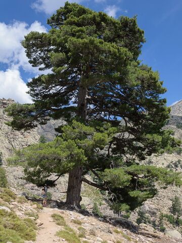 De Corsicaanse pijnboom op de camping aan zee