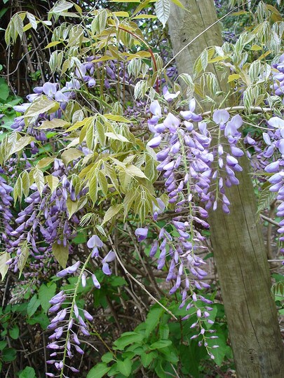 Blauwe regen (glycine of wisteria)