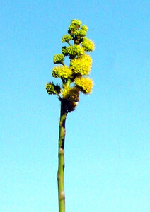 Amerikaanse agave