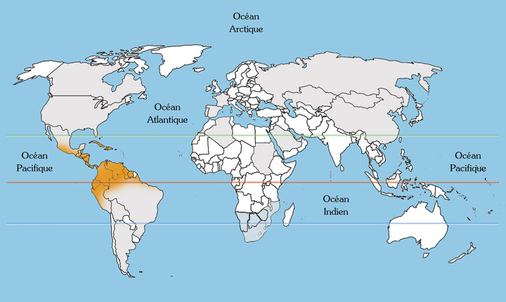 Bonte Amerikaanse Agave