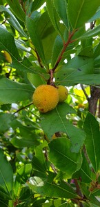 Aardbeienboom