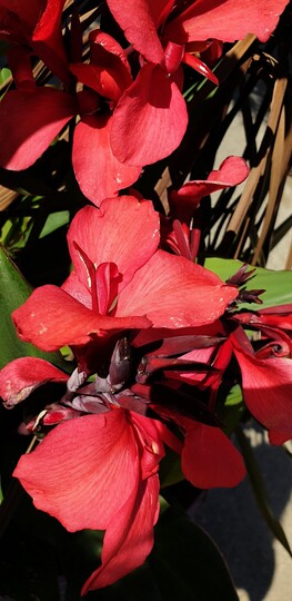 Bloemriet (Canna hybride)